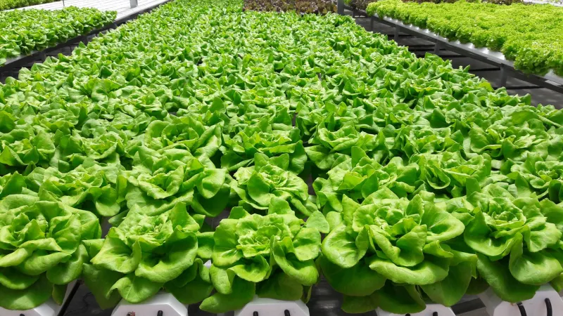 Faire pousser la vie là où il n'y a que le vide : l'agriculture spatiale réinventée
