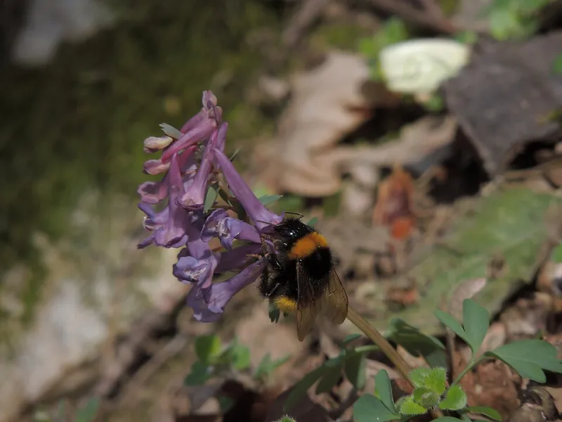 Le dernier bourdon : ces abeilles et ces jardins français qui préparent la vie sur une autre planète