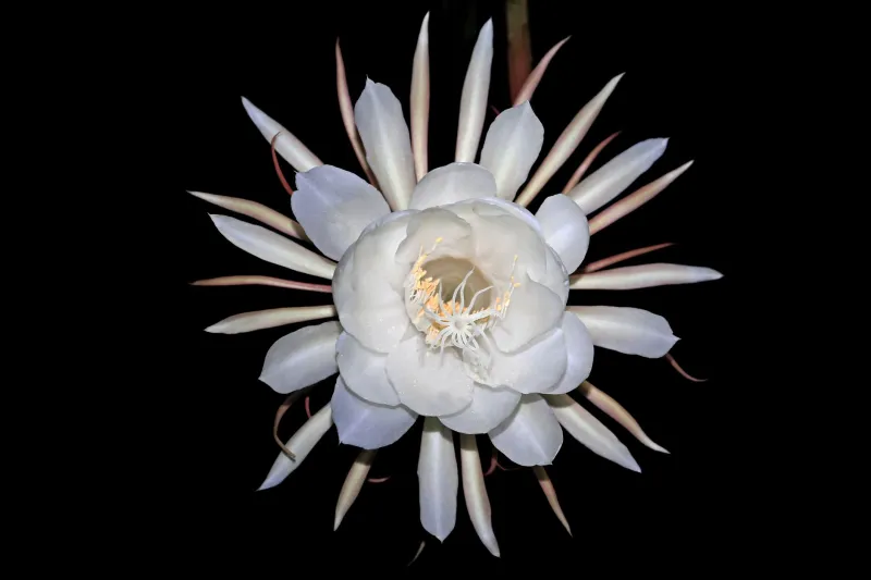 Quand les fleurs françaises lèvent les yeux vers la nuit : la danse secrète des plantes avec le cosmos